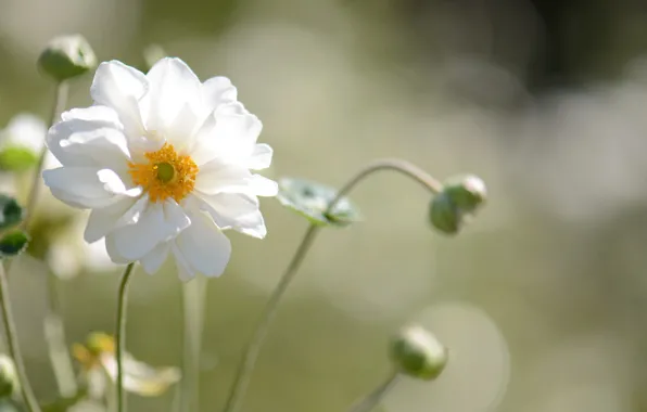Picture flower, background, anemone