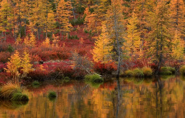 Picture autumn, forest, grass, landscape, nature, lake, reflection, shore, Kolyma, Maxim Evdokimov, the lake of Jack …