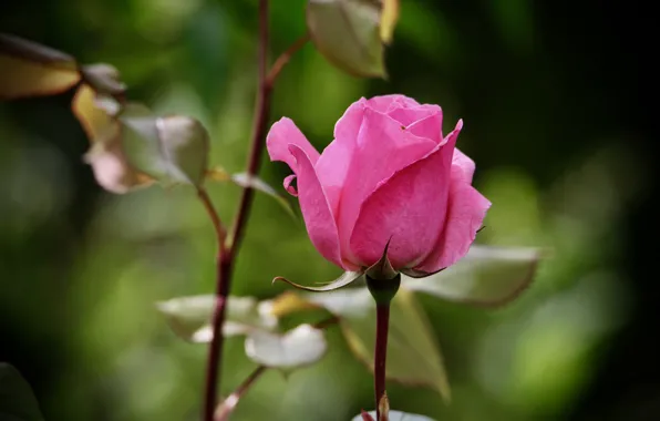 Picture flower, leaves, pink, rose, stem, Bud, bokeh