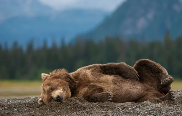 Picture nature, pose, animal, sleep, predator, bear, Alaska