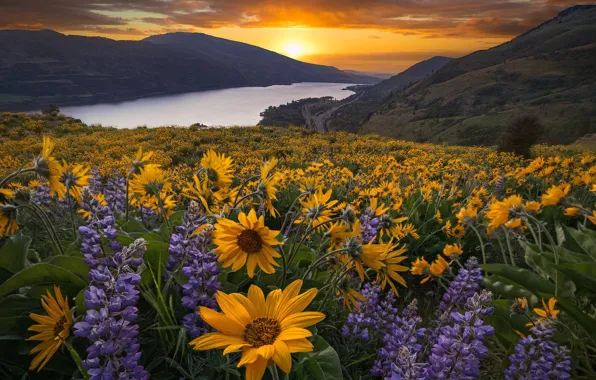 Picture sunset, flowers, mountains, river, meadow, Oregon, Oregon, Columbia River, lupins, Columbia River Gorge, The Columbia …