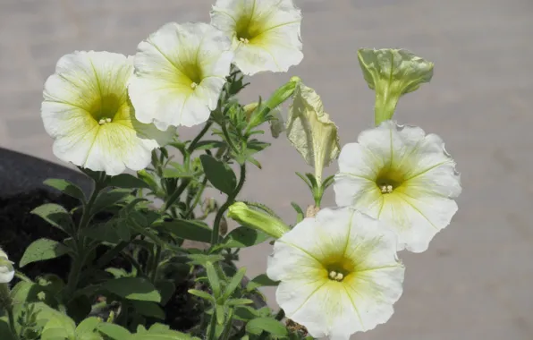 Picture Flowers, Flowerbed, Green, Petunias, Mamala ©, Summer 2018, Bush