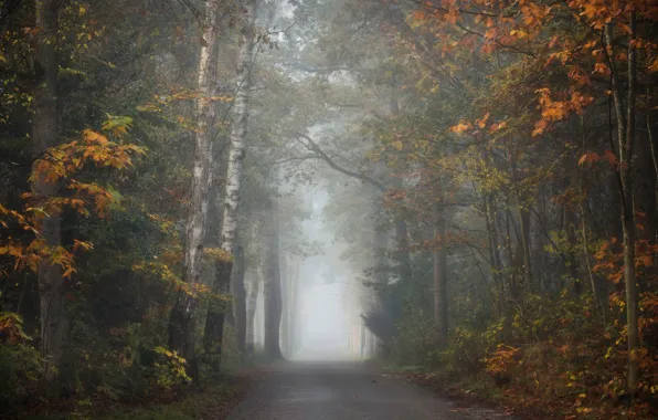 Picture road, autumn, forest, branches, fog, Park, foliage, morning, birch, alley