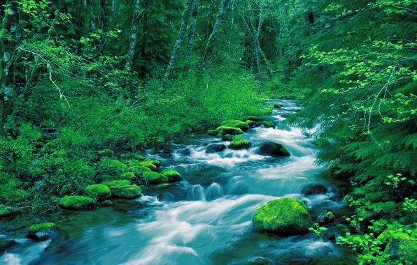 Picture Greens, Stream, Forest, Moss, River, Rapids
