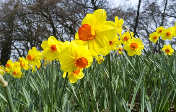 Picture flowers, spring, yellow, garden, flowerbed, daffodils