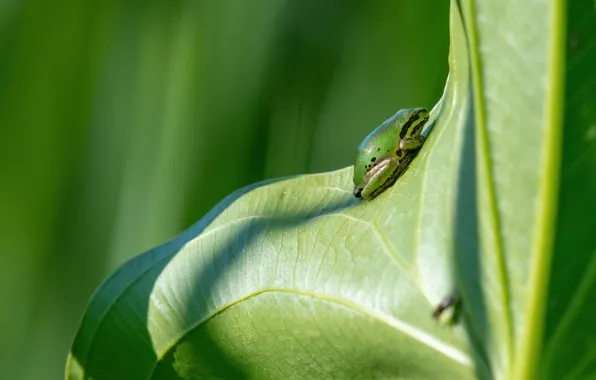 Picture macro, light, green, background, leaf, frog, shadows, green, little