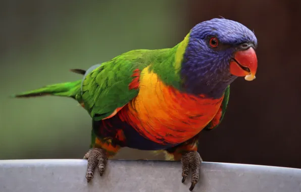 Picture bird, food, observation, multicolor lorikeet