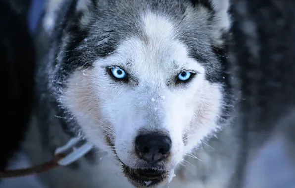 Picture winter, face, snow, dog, blue eyes, husky