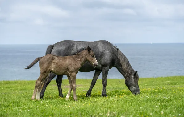 Picture field, the sky, shore, horses, horse, pasture, pond, mother, foal