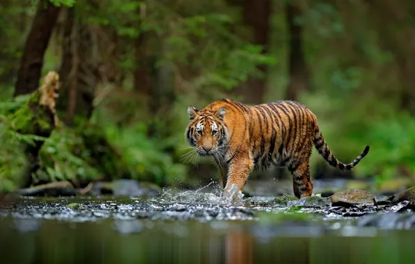 Picture forest, look, face, water, squirt, nature, tiger, shore, bathing, pond, sneaks