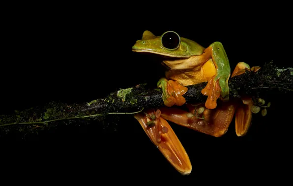 Picture look, pose, moss, frog, branch, black background, green, hanging