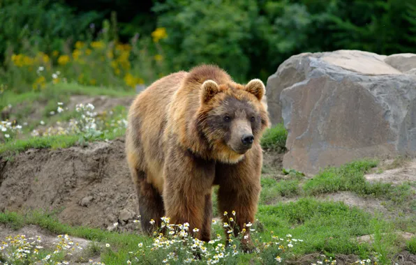 Picture greens, summer, look, flowers, nature, pose, stone, chamomile, bear, bear, walk, brown