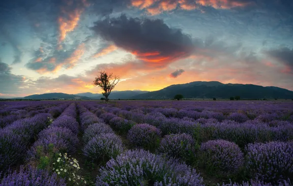Picture the sky, clouds, tree, lavender