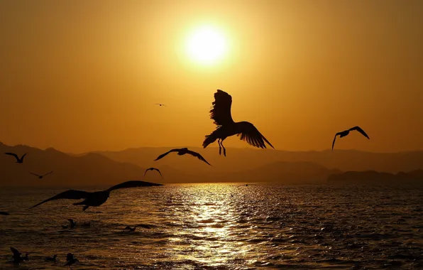 Picture SEA, HILLS, MOUNTAINS, The SKY, The SUN, SUNSET, PACK, BIRDS, SEAGULLS, DAWN, SILHOUETTES