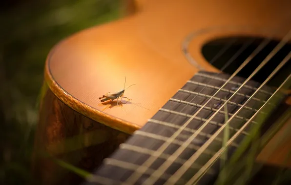 Picture summer, guitar, grasshopper