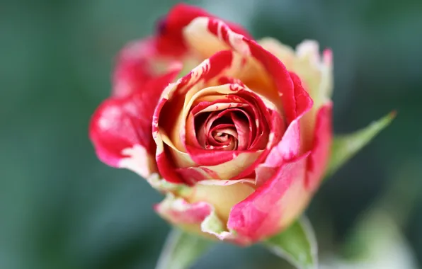 Picture flower, background, rose, blur, Bud, two-tone, motley