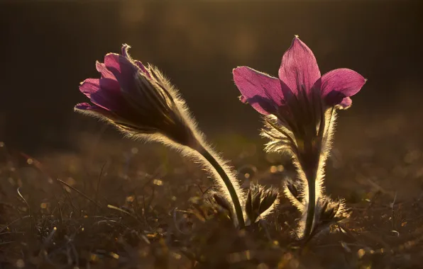 Picture grass, light, flowers, nature, stems, glade, blur, spring, pink, Duo, bokeh, hairy, anemones, sleep-grass, cross