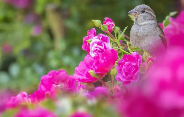 Picture flowers, bird, roses, pink, rose Bush