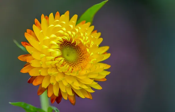 Picture flower, yellow, background, Fleur Walton