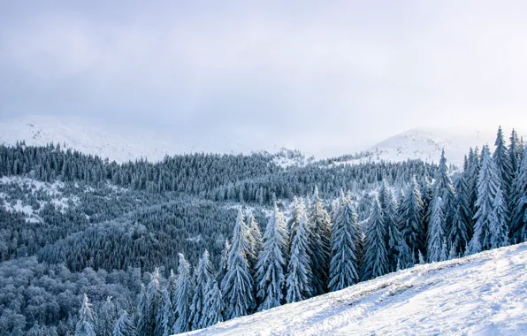 Picture Winter, Forest, Slope