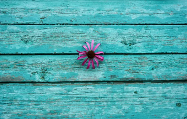 Picture flower, flowers, background, wall, Wallpaper, Board, minimalism, at least, Echinacea