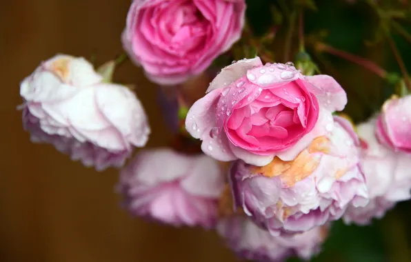 Picture drops, macro, roses, pink, buds