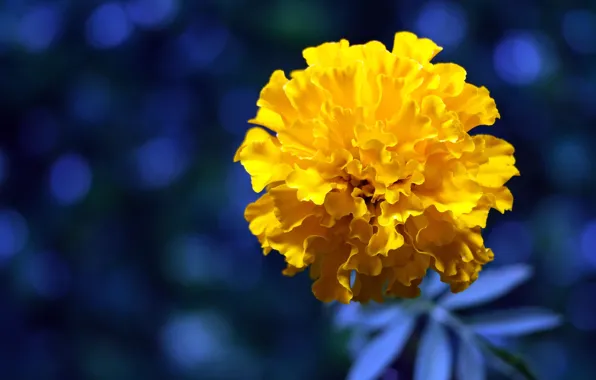 Picture flower, yellow, bright, petals, blue background, bokeh, marigolds, barhatets