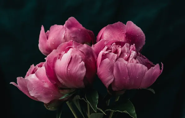 Picture drops, flowers, bouquet, pink, peonies