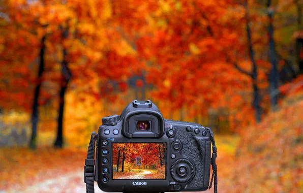 Picture Nature, Autumn, Trees, Forest, The camera, Landscape, Canon, Photo