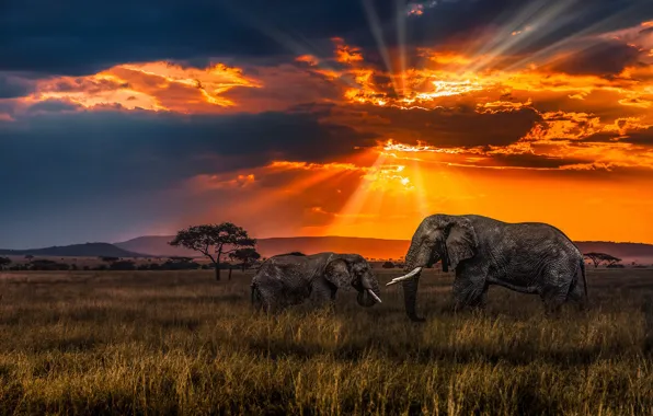 Picture sunset, Savannah, elephants
