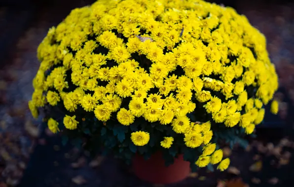 Picture flowers, the dark background, Bush, blur, yellow, garden, pot, chrysanthemum, a lot, floral, bokeh