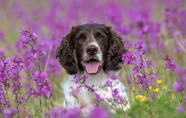 Picture flowers, dog, Spaniel