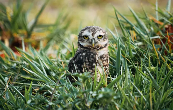 Picture grass, look, owl, bird, glade, owl