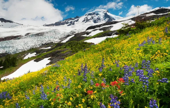 Picture snow, flowers, mountains, tops, yellow, slope, different, lilac, lupins
