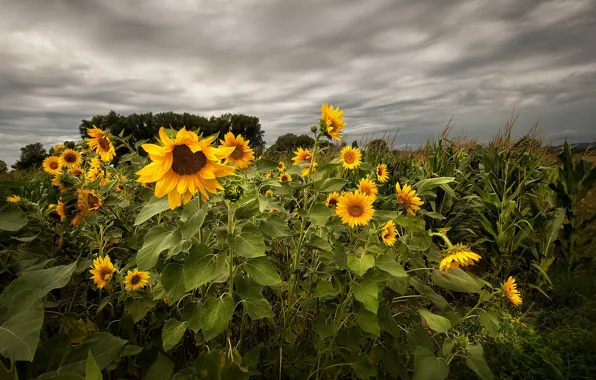 Picture summer, sunflowers, nature