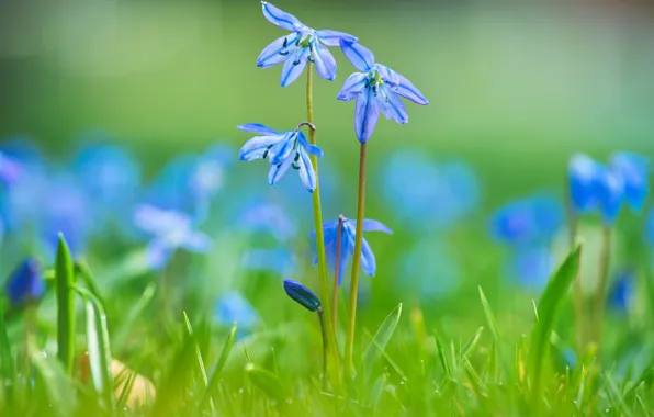 Picture flowers, spring, blue, Scilla