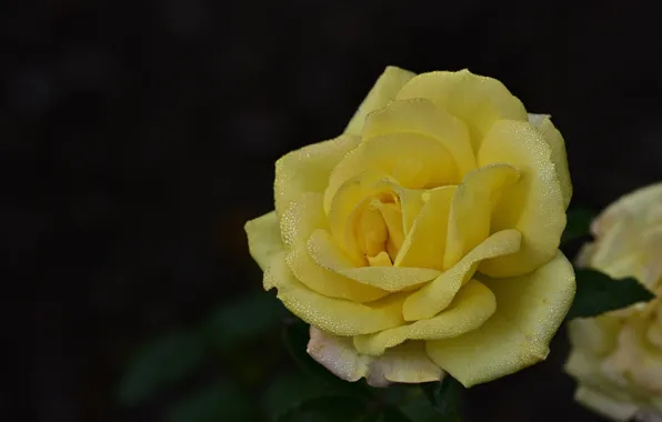 Picture flower, drops, the dark background, rose, garden, Bud, yellow
