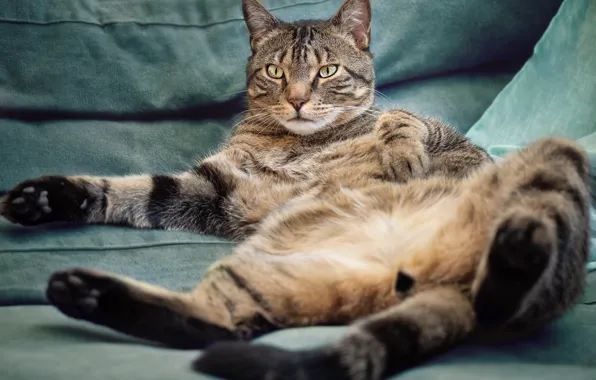 Picture cat, cat, pose, grey, sofa, paws, tail, lies, face, striped, collapsed
