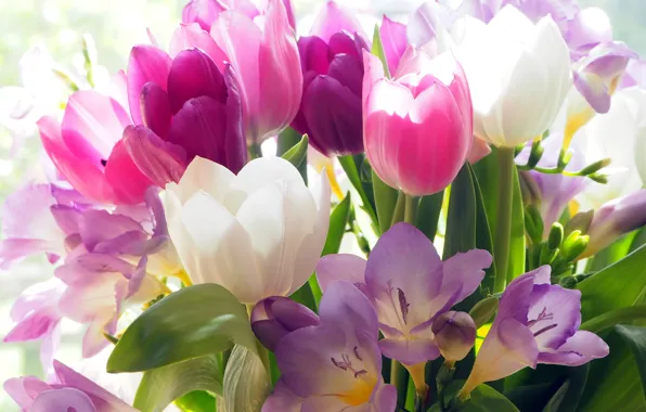 Picture flowers, crocuses, tulips, buds, colorful, bokeh
