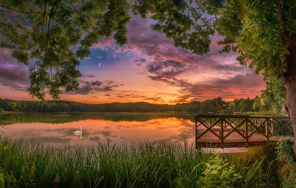 Picture summer, sunset, lake, tree, bird, Swan