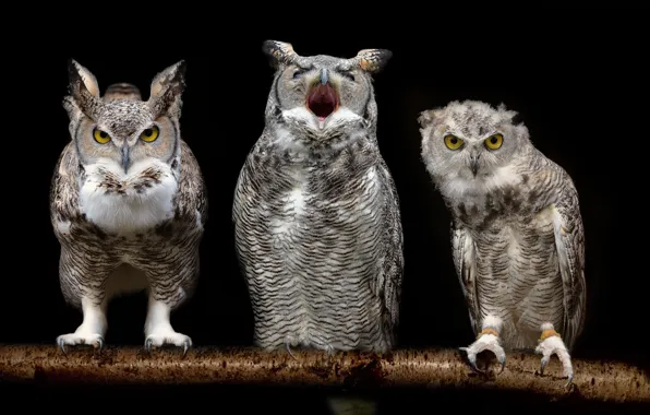 Picture owls, black background, Trinity