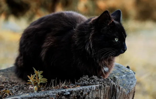Picture stump, black cat, black cat, Rodrigo Godinez