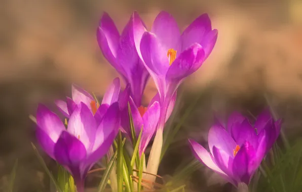 Picture macro, spring, crocuses, saffron