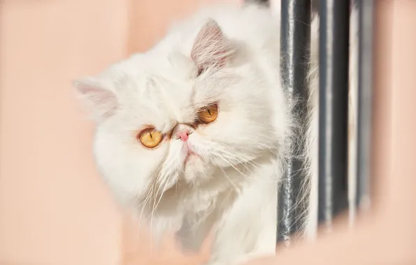 Picture look, muzzle, white, fluffy, Persian cat