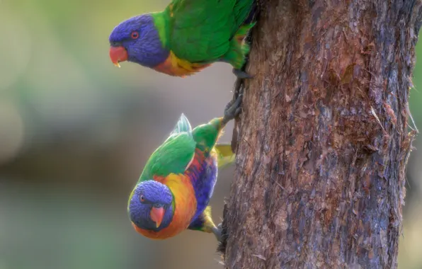Picture birds, background, trunk, parrots, a couple, Rainbow lorikeet