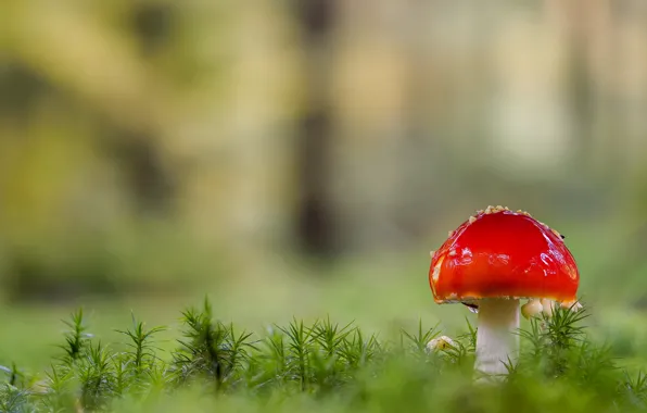 Picture forest, red, nature, glade, mushroom, moss, mushroom, bokeh