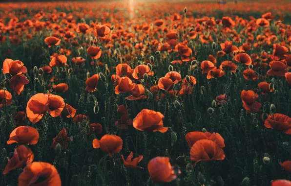 Picture summer, light, sunset, flowers, glade, Maki, the evening, red, a lot, poppy field