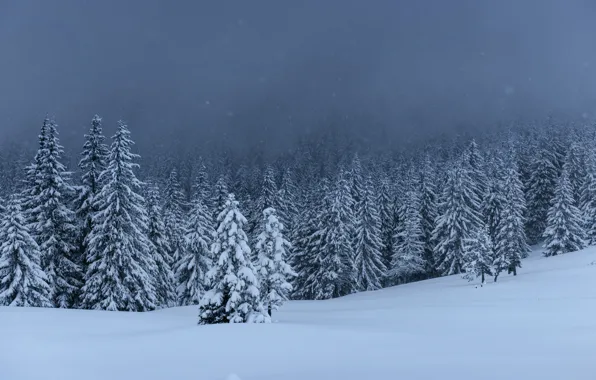 Picture winter, snow, trees, landscape, tree, landscape, winter, snow, fir trees