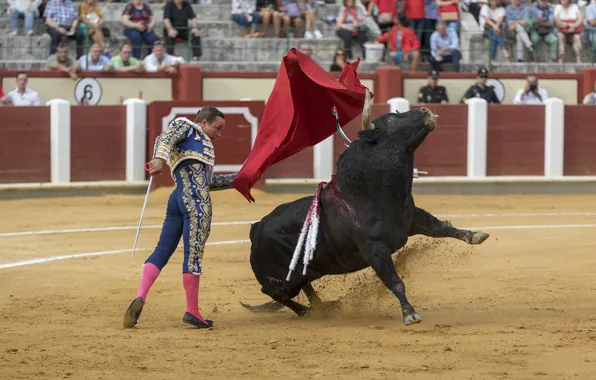 Picture arena, bull, Matador