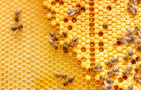 Picture macro, insects, bee, cell, bees, honey, beehive, women